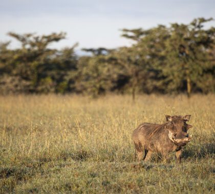 You may even come across Pumba the warthog.