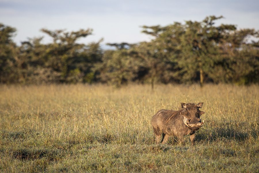 You may even come across Pumba the warthog.
