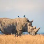 See the endangered rhino.