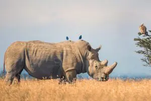 See the endangered rhino.
