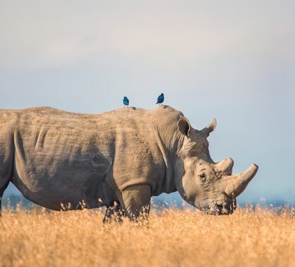See the endangered rhino.