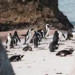 Las colonias de pingüinos de Boulders Beach, en Ciudad del Cabo.