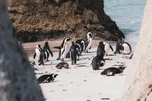 Las colonias de pingüinos de Boulders Beach, en Ciudad del Cabo.