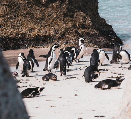 The penguin colonies of Boulders Beach in Cape Town.