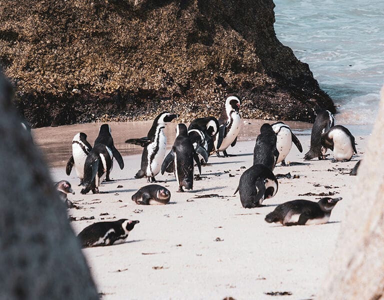 Las colonias de pingüinos de Boulders Beach, en Ciudad del Cabo.