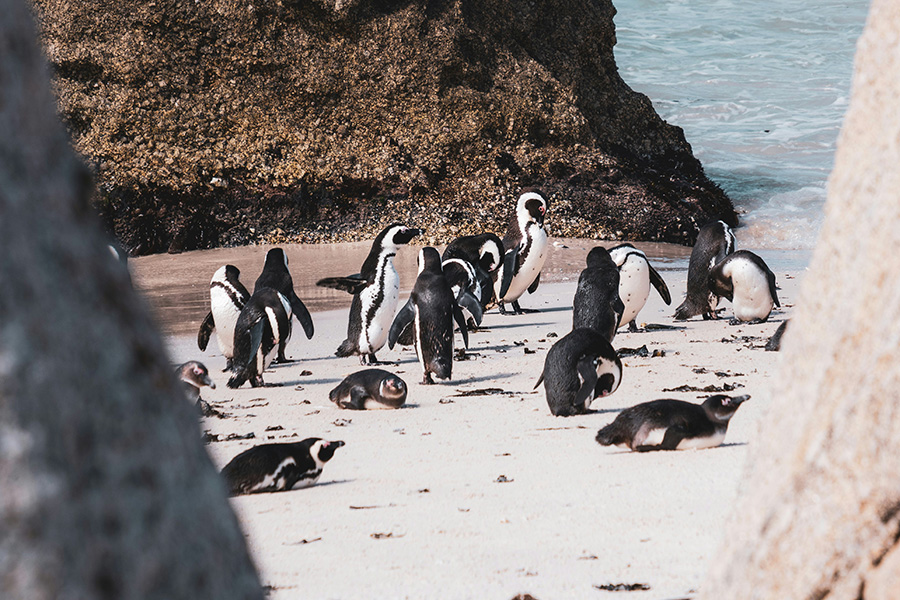 The penguin colonies of Boulders Beach in Cape Town.