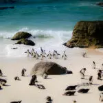 Nadar con los pingüinos en la playa de Boulders | Go2Africa