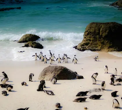 Nadar con los pingüinos en la playa de Boulders | Go2Africa