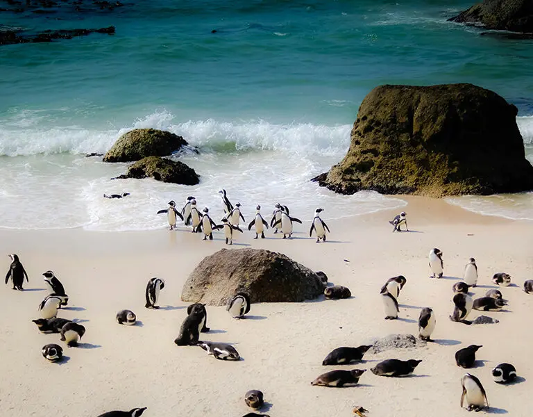 Swim with the local penguins at Boulders Beach | Go2Africa