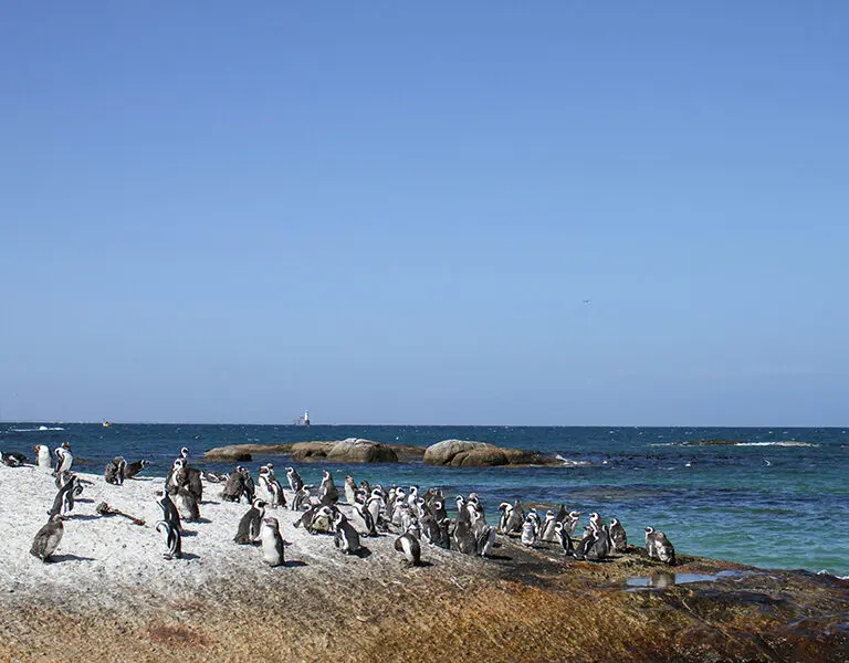 cape-town-boulders-beach-penguins-2-fungai-tichawangana-pwwvg2hdiic-unsplash