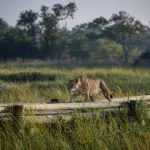 Lion on a walkway near Hyena Pan.