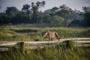 Lion on a walkway near Hyena Pan.