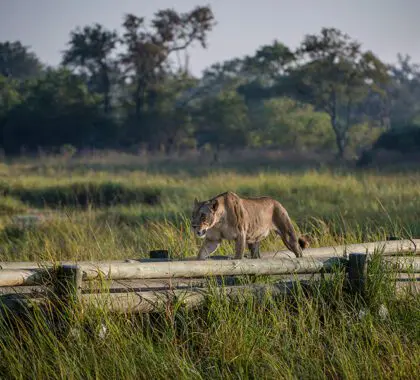 León en una pasarela cerca de Hyena Pan.