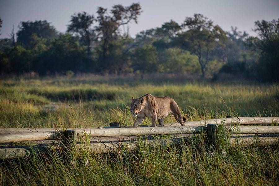 Hyena-Pan---Lion