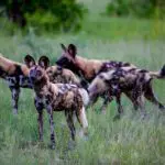 Wild dogs in Khwai Private Reserve.
