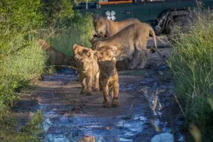 londolozi-private-granite-suites-lioness-and-cubs