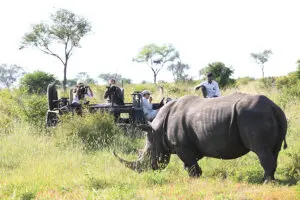 Los guías expertos de Londolozi proporcionan los mejores ángulos para la toma perfecta. | Londolozi