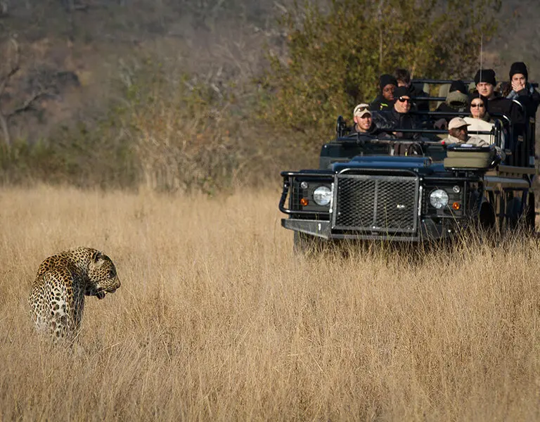 londolozi-private-granite-suites-leopard-sighting-sabi-sands