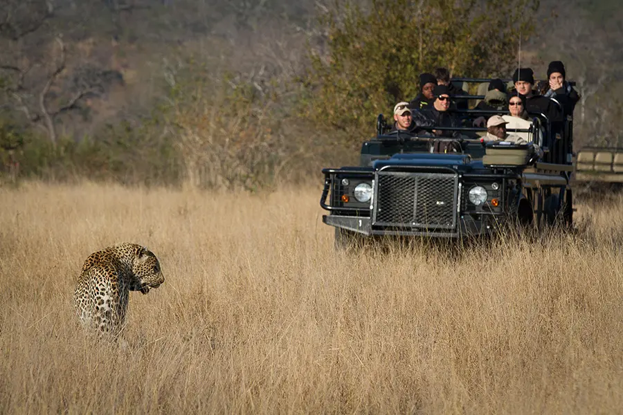 londolozi-private-granite-suites-leopard-sighting-sabi-sands