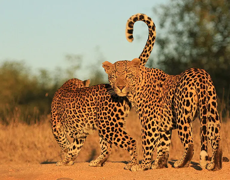 londolozi-private-granite-suites-leopards
