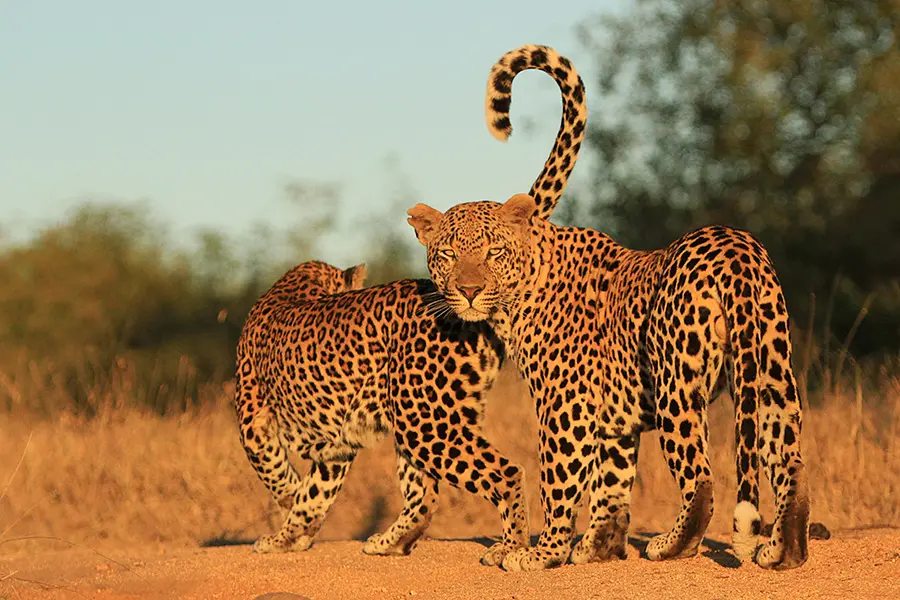 londolozi-private-granite-suites-leopards