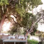 Dine under a Sausage Tree at Matetsi River Lodge.