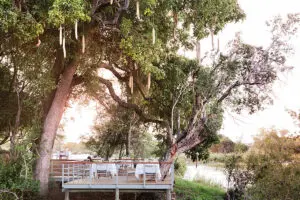 Dine under a Sausage Tree at Matetsi River Lodge.