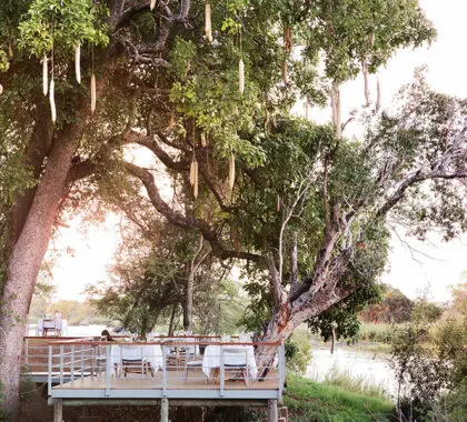Cene bajo un árbol de salchichas en el Matetsi River Lodge.