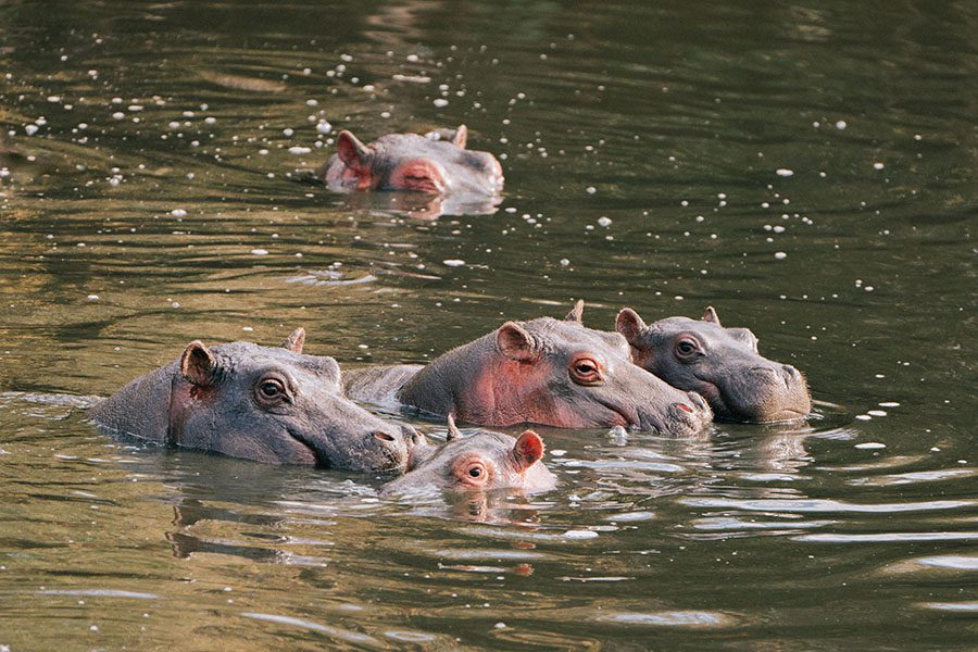 naboisho-camp-hippos-enjoying-a-swim