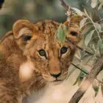 Exceptional wildlife encounters at Naboisho. 
