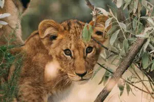 Exceptional wildlife encounters at Naboisho. 