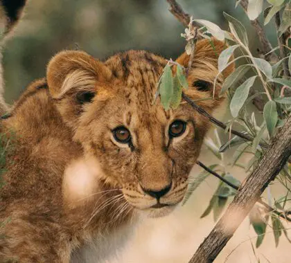 Excepcionales encuentros con la fauna salvaje en Naboisho. 