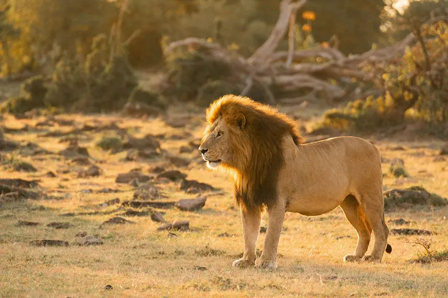Avistamientos de grandes felinos