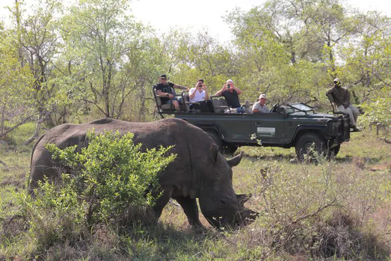The classic Big 5, rhino.