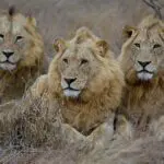 Safari Big 5.