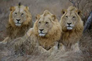 Safari Big 5.