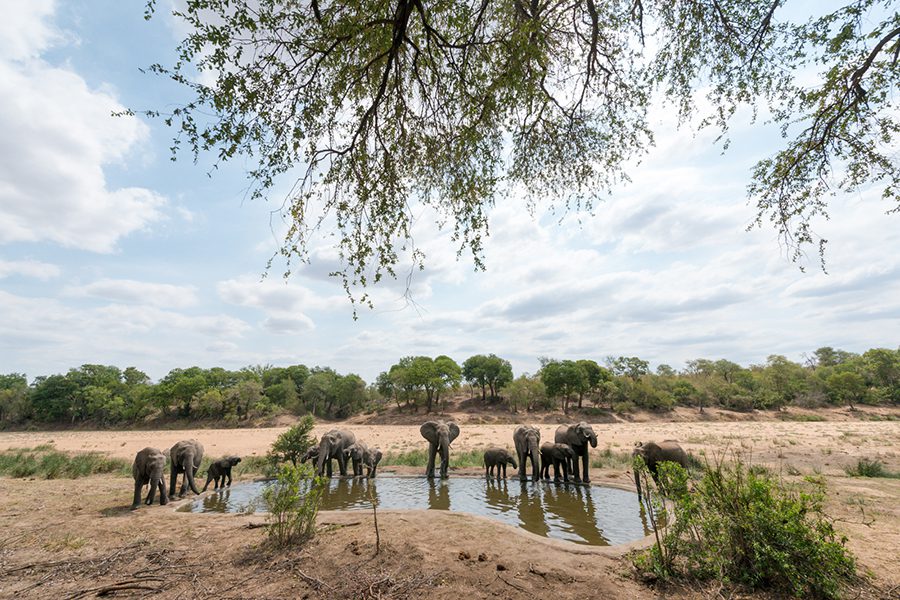 Elephants at the waterhole at Simbavati River Lodge.