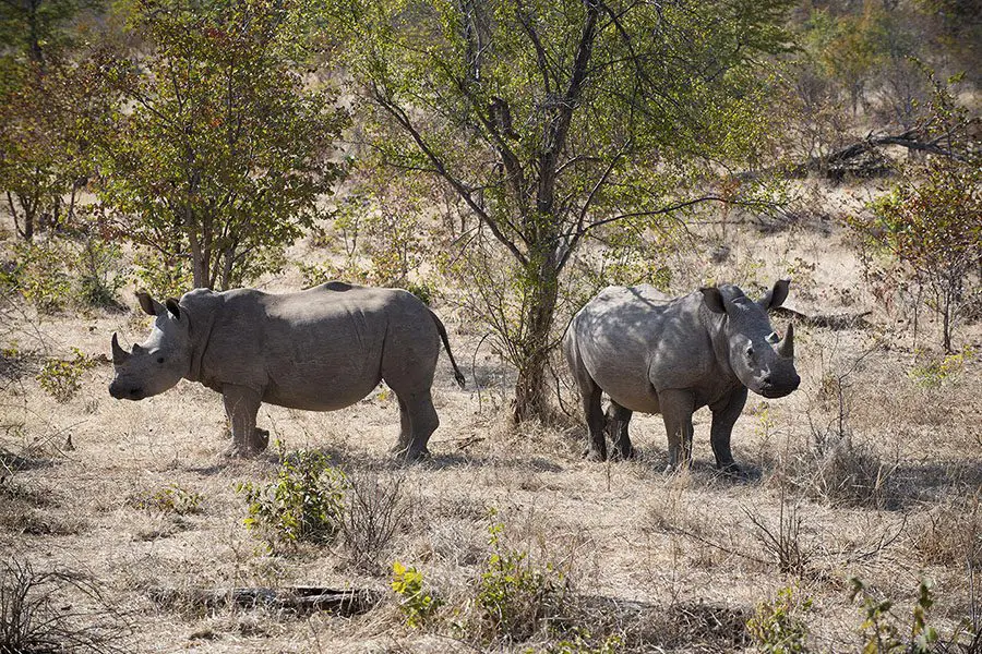 thorntree-river-lodge-mosi-oa-tunya-national-park-zambia_1-6