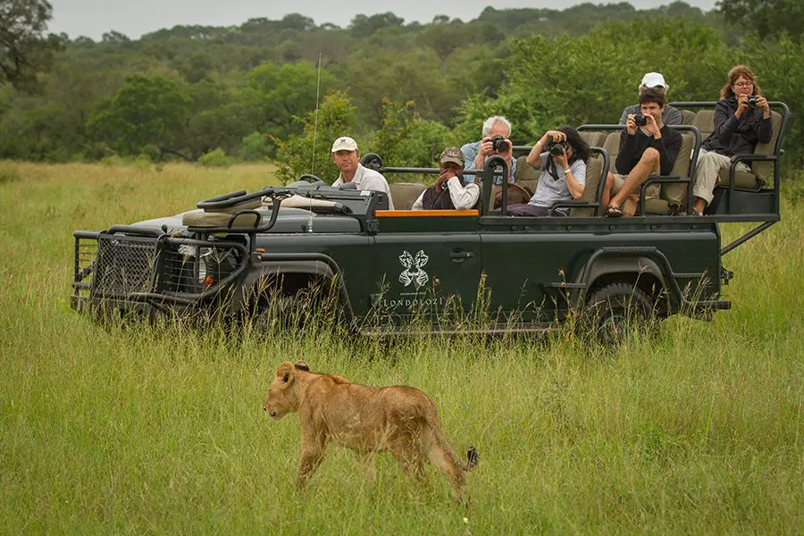 Excelente avistamiento de los cinco grandes en Sabi Sands.