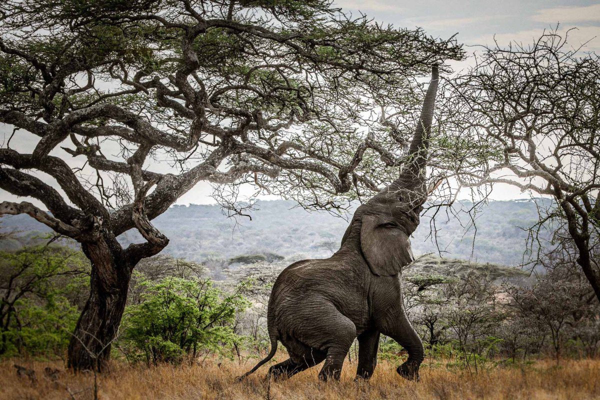 An elephant leans back on its hind legs in order to reach up to some of the tallest branches in a tree near Mwiba Tented Camp | Go2Africa