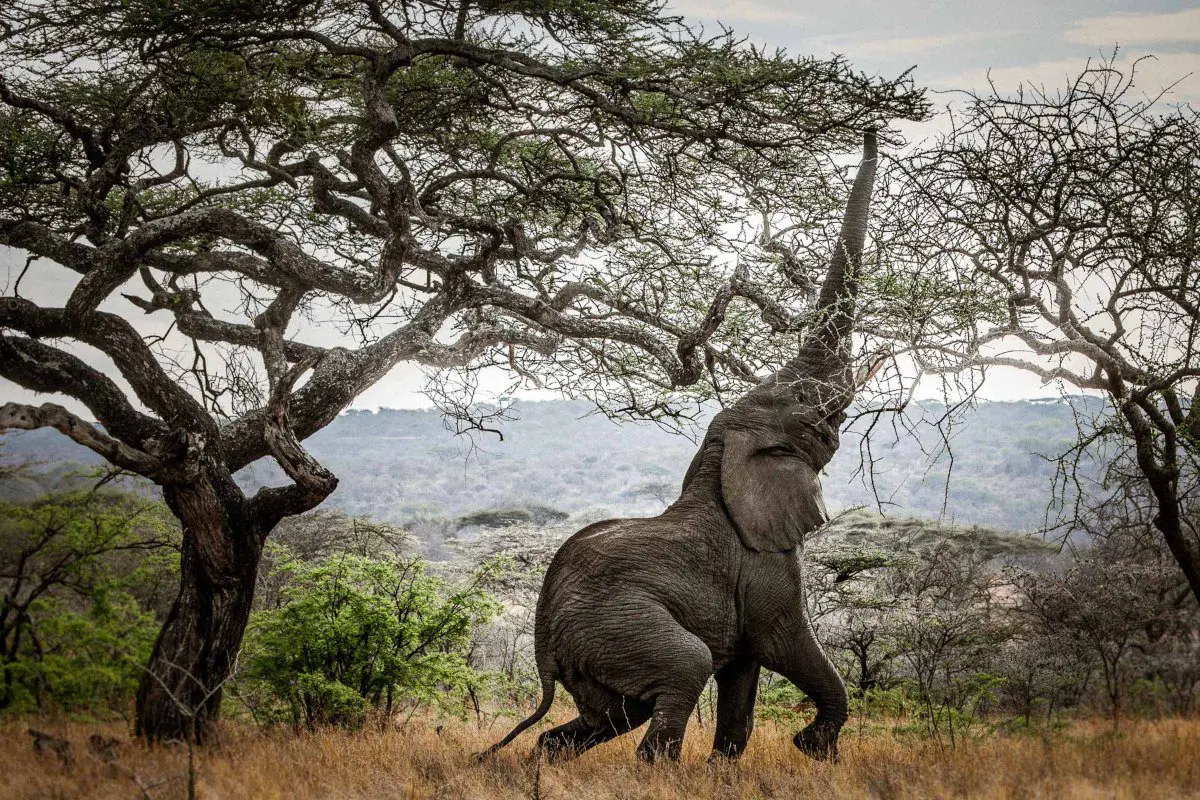 An elephant leans back on its hind legs in order to reach up to some of the tallest branches in a tree near Mwiba Tented Camp | Go2Africa