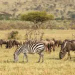 Safaris de día completo para avistar animales excepcionales.