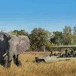 Game drive and elephant
