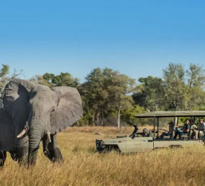 Safari en elefante