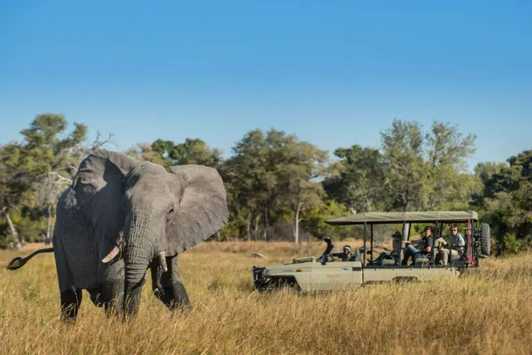 Game drive and elephant