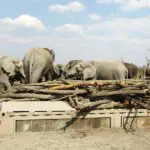 A Hide and Elephant