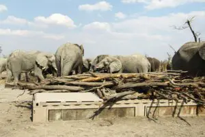 A Hide and Elephant