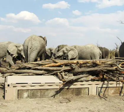 Un elefante escondido