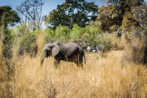 Walking safari.