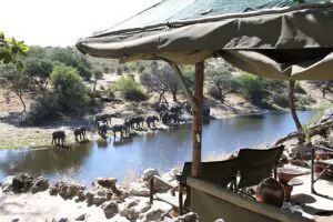 Hide and wildlife